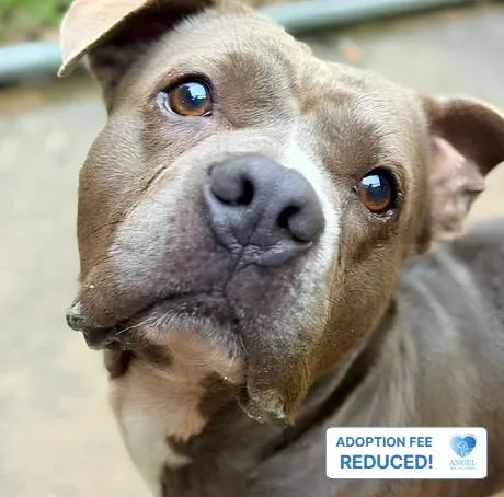 An adult medium-sized male Gray / Blue / Silver Staffordshire Bull Terrier dog named Hard Seltzer for adoption in Naperville, IL
