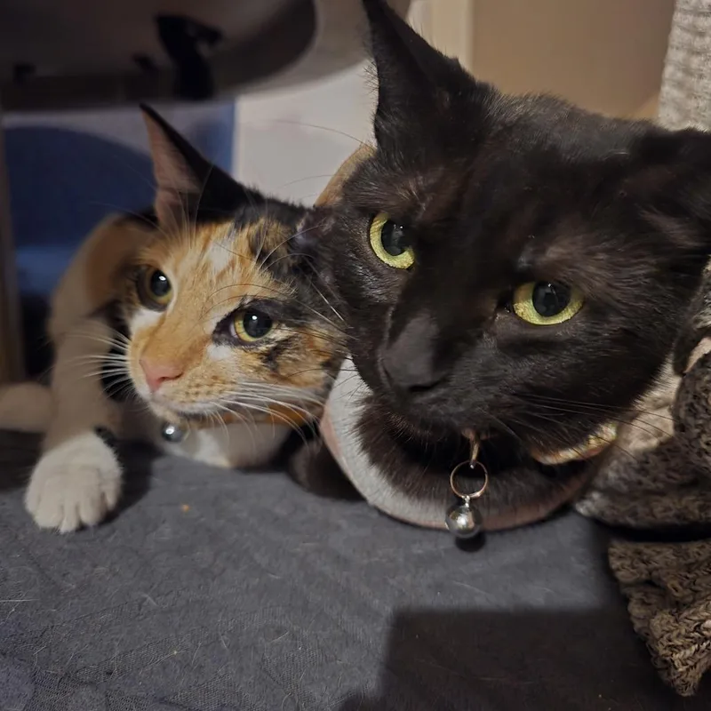Freya With Luna thumbnail 2