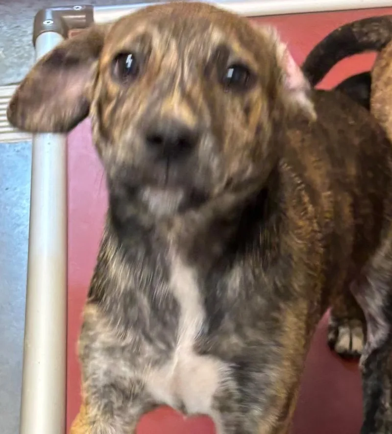 A baby small-sized female Basset Hound dog named Lulu for adoption in Elizabethton, TN