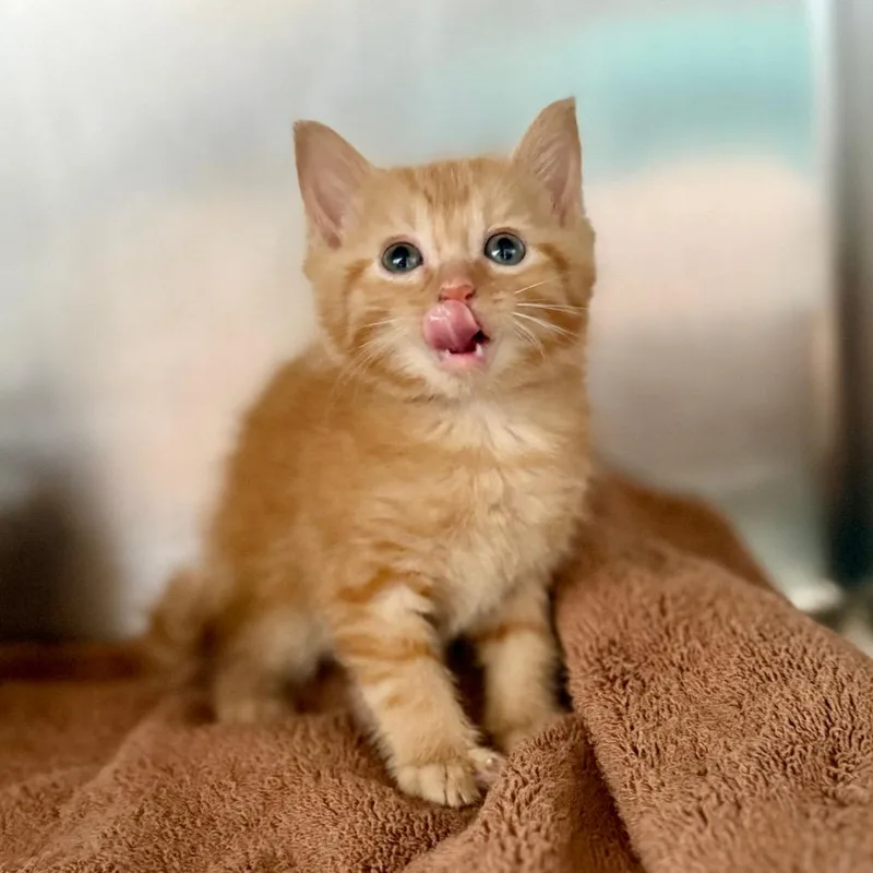 A baby small-sized male Orange / Red Domestic Short Hair cat named Lestat for adoption in Council Bluffs, IA