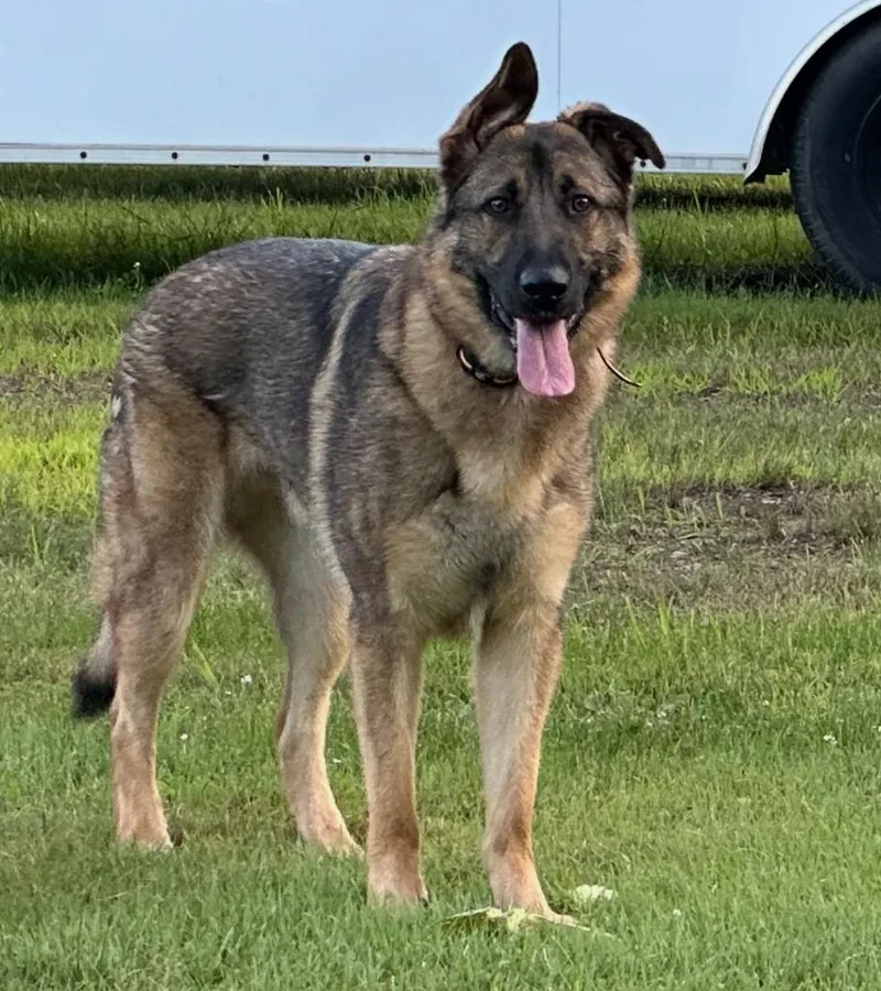 Duke Courtesy Listing