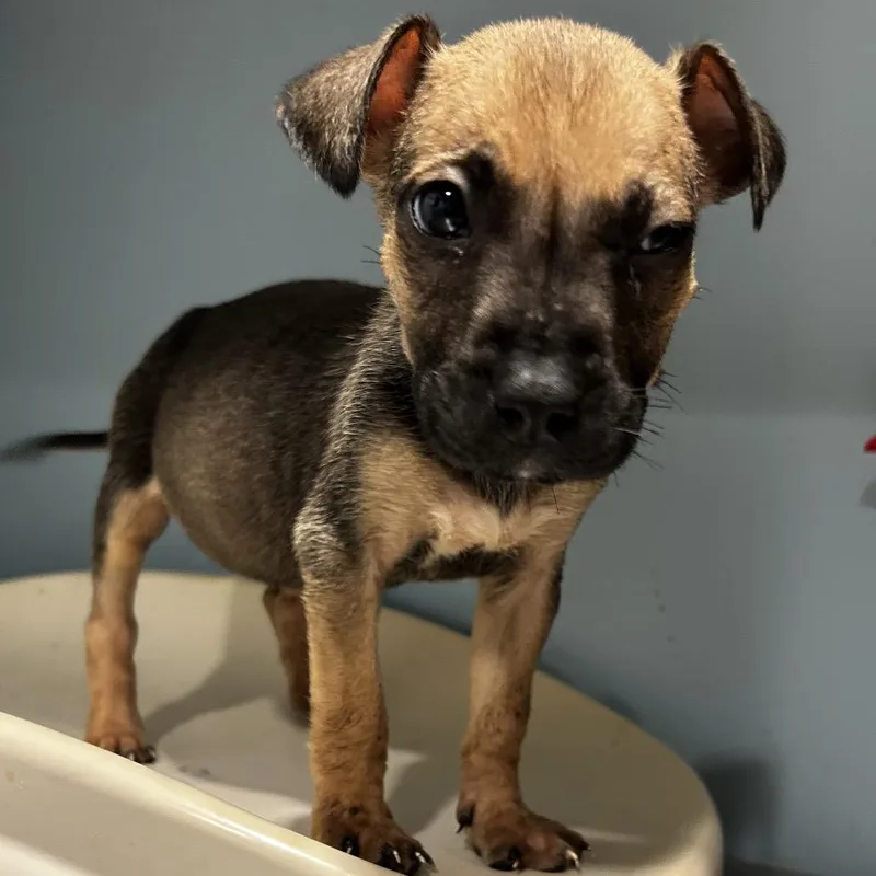 A baby small-sized female Brown / Chocolate Mixed Breed dog named Dancey Pants for adoption in Chattanooga, TN