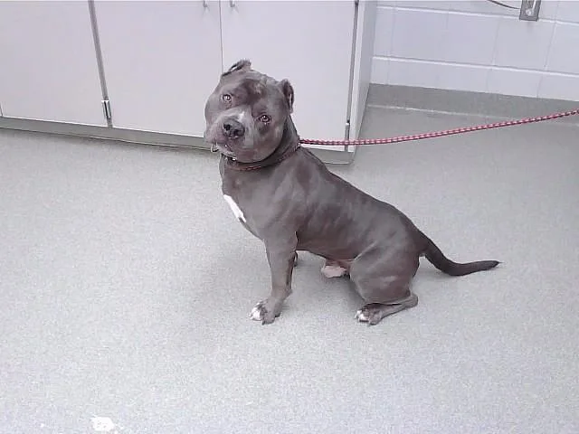 An adult large-sized male English Bulldog dog named Gumball for adoption in Omaha, NE
