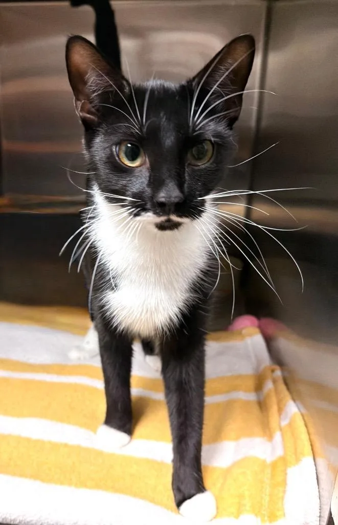 A young small-sized female Domestic Short Hair cat named Princessa for adoption in Ocala, FL