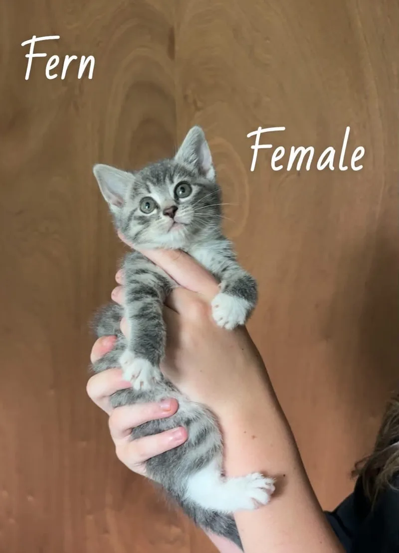 A baby medium-sized female Domestic Short Hair cat named Fern for adoption in Royal Palm Beach, FL