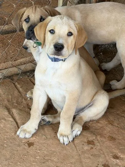 A baby large-sized male Labrador Retriever dog named Spitz for adoption in Malvern, PA