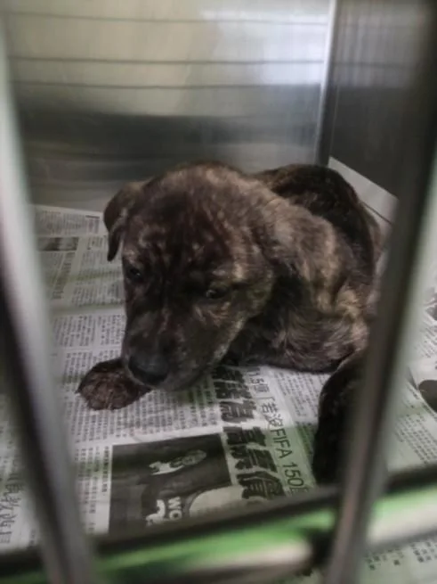 A baby medium-sized female Mixed Breed dog named Ashley for adoption in Los Angeles, CA
