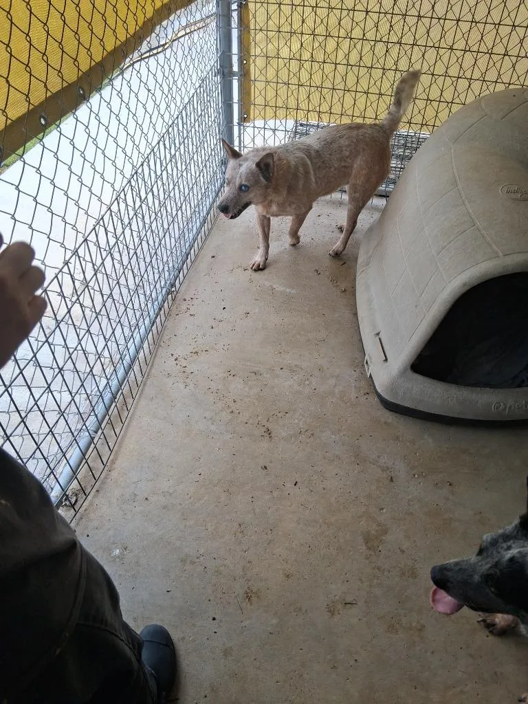 An adult large-sized male Cattle Dog dog named Red for adoption in Brownwood, TX