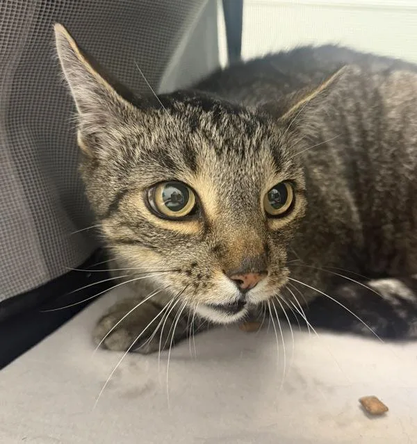 A senior medium-sized male Domestic Short Hair cat named Tigger for adoption in San Diego, CA