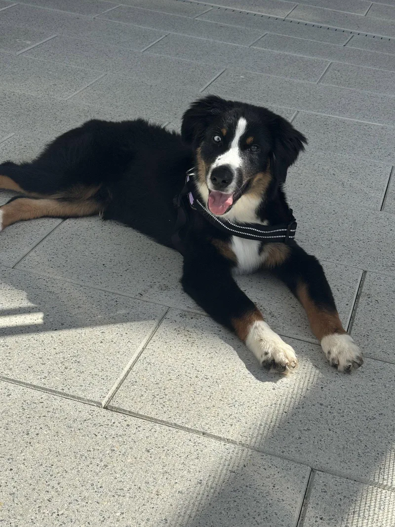 Oliver Aussie thumbnail 2