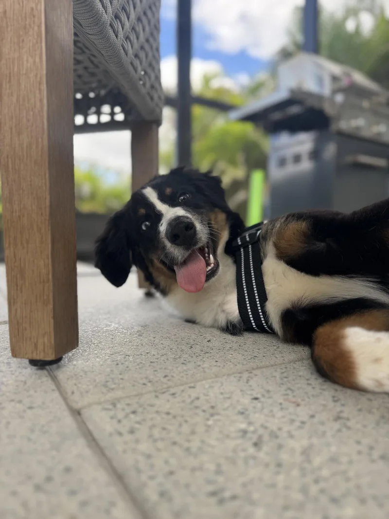 Oliver Aussie thumbnail 3