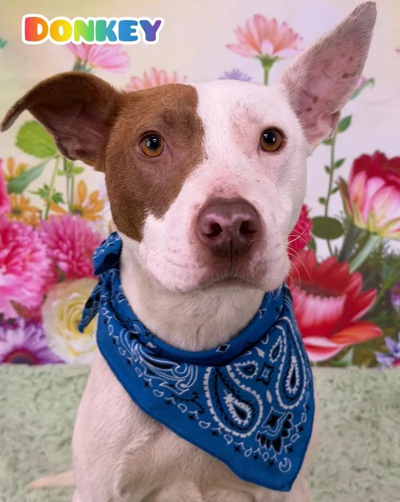 A young medium-sized male White / Cream Mixed Breed dog named Donkey for adoption in Flint, MI