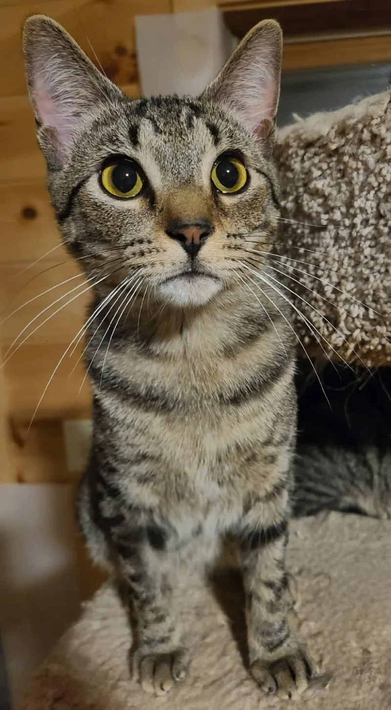 A baby medium-sized male Tabby (Brown / Chocolate) Domestic Short Hair cat named Bean for adoption in Ellijay, GA