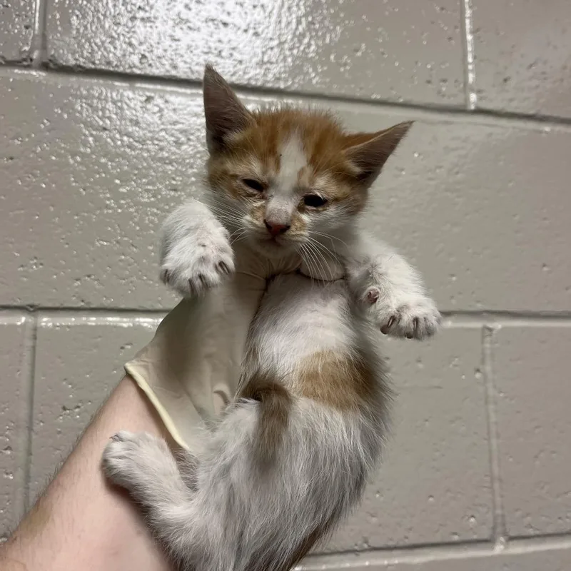 A baby small-sized male Black Domestic Medium Hair cat named Cajun Shrimp for adoption in Reno, NV
