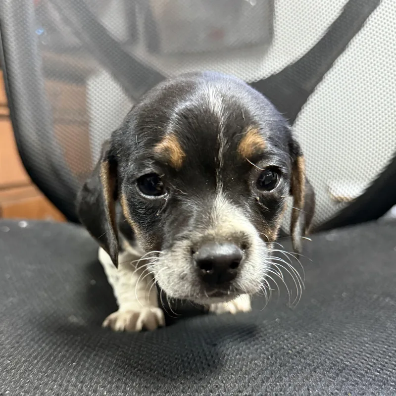 Original Chicken Sandwich thumbnail 2