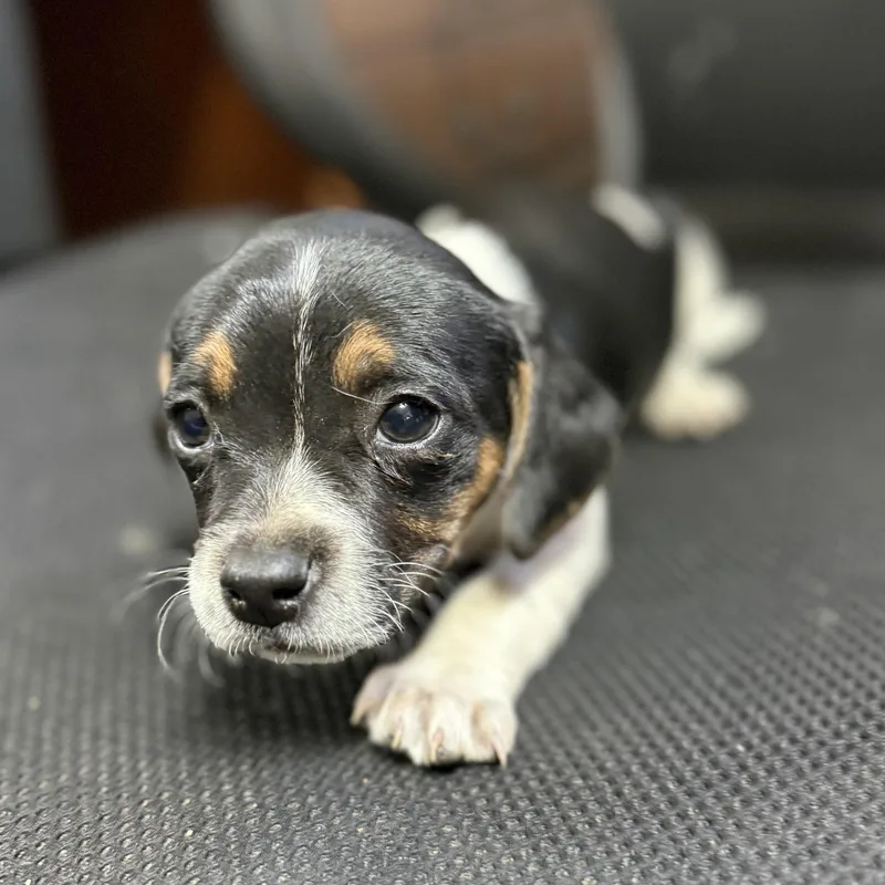 A baby small-sized male Tricolor (Brown, Black, & White) Beagle dog named Original Chicken Sandwich for adoption in Columbia, SC