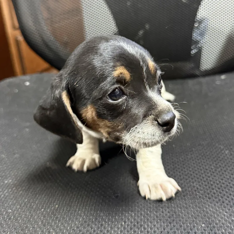 Original Chicken Sandwich thumbnail 3