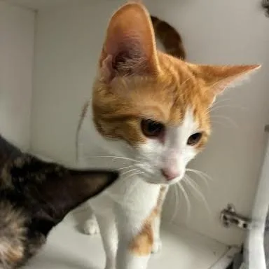 A young small-sized male Orange / Red Domestic Short Hair cat named Mobley for adoption in Jeffersonville, IN