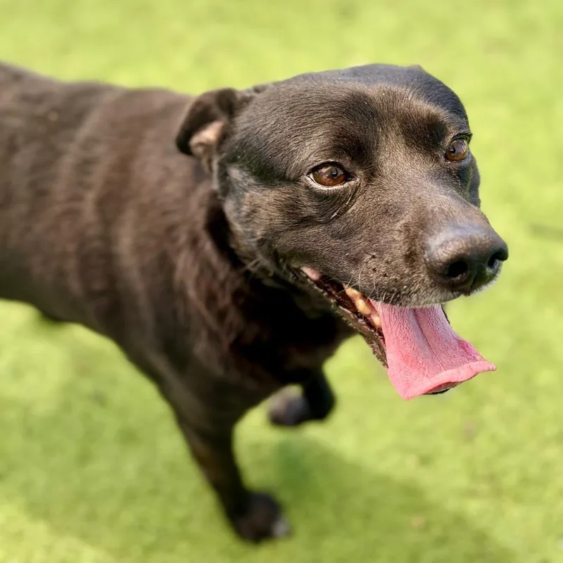 An adult small-sized male Black Mixed Breed dog named Ranger Willis for adoption in Bastrop, TX