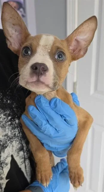 A baby small-sized female Apricot / Beige Pit Bull Terrier dog named Fawn for adoption in Austin, TX