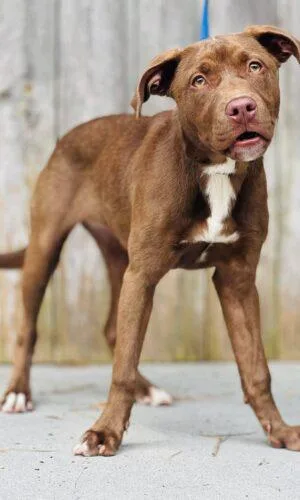 A young small-sized female Pit Bull Terrier dog named AC "Melanie" for adoption in Conyers, GA