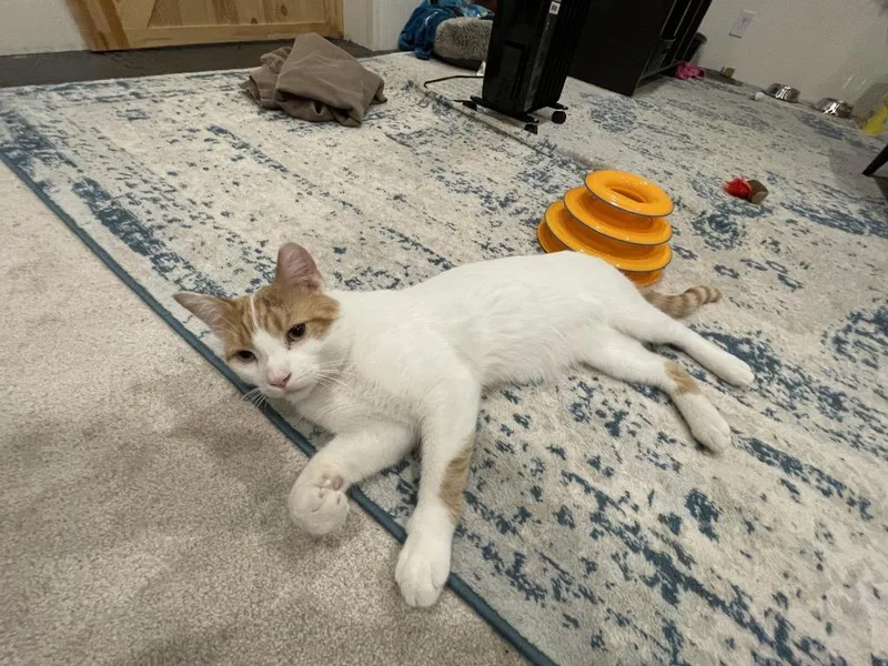 A young medium-sized male Domestic Short Hair cat named Gus Clark Kent for adoption in Minneapolis, MN