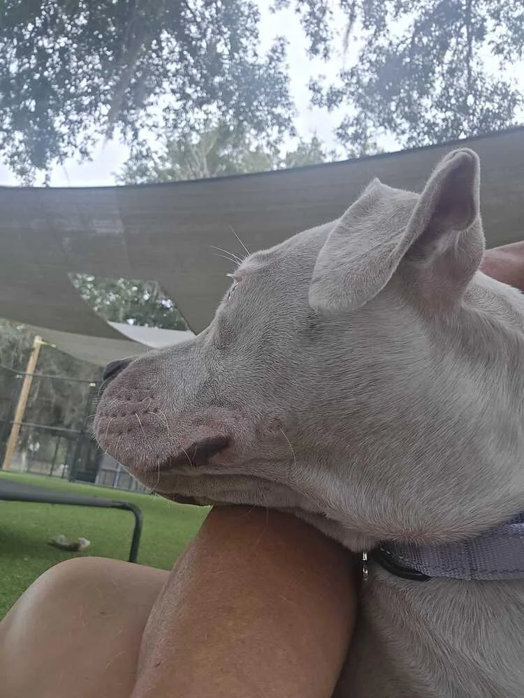 An adult medium-sized female White / Cream American Bulldog dog named Serenity for adoption in Lakeland, FL