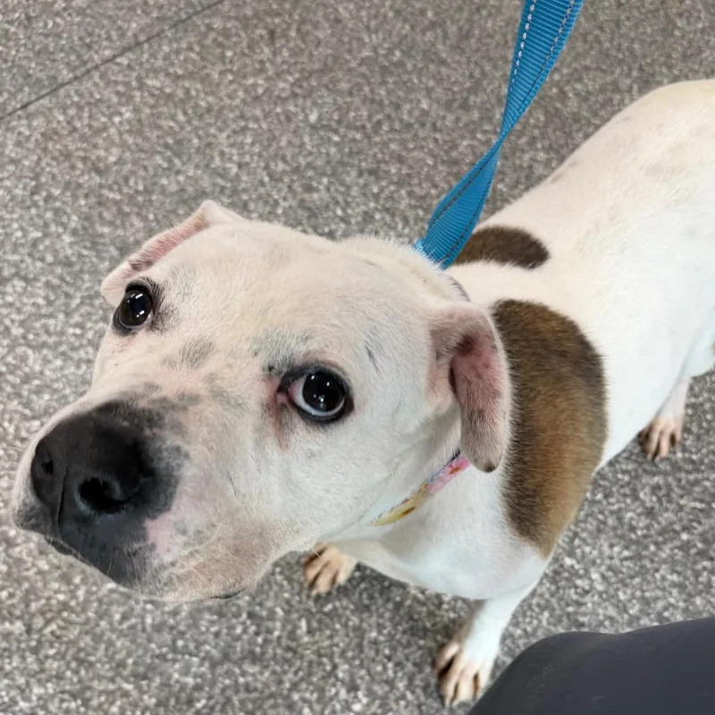 An adult medium-sized female Pit Bull Terrier dog named Rosie for adoption in Deerfield, IL