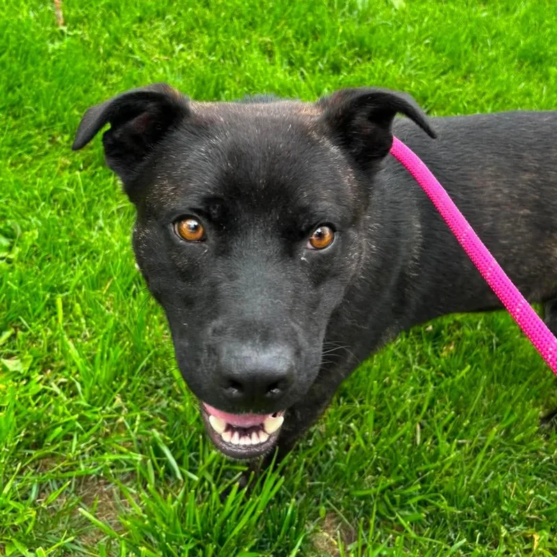 A young medium-sized male Black Retriever dog named Bowser for adoption in Elyria, OH