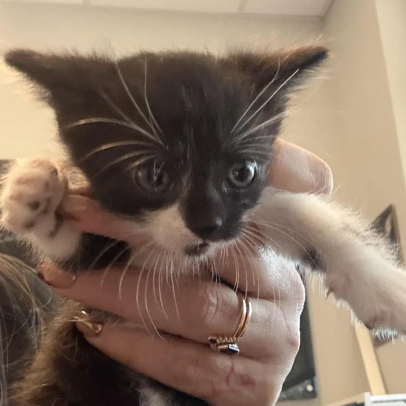 A baby small-sized female Black Domestic Short Hair cat named Martini for adoption in Midland, TX