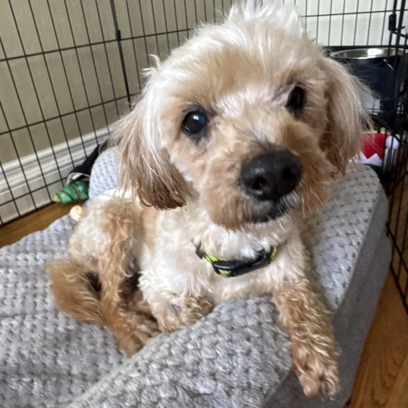 A senior small-sized male Yellow / Tan / Blond / Fawn Maltese dog named Barry for adoption in Orange, CA