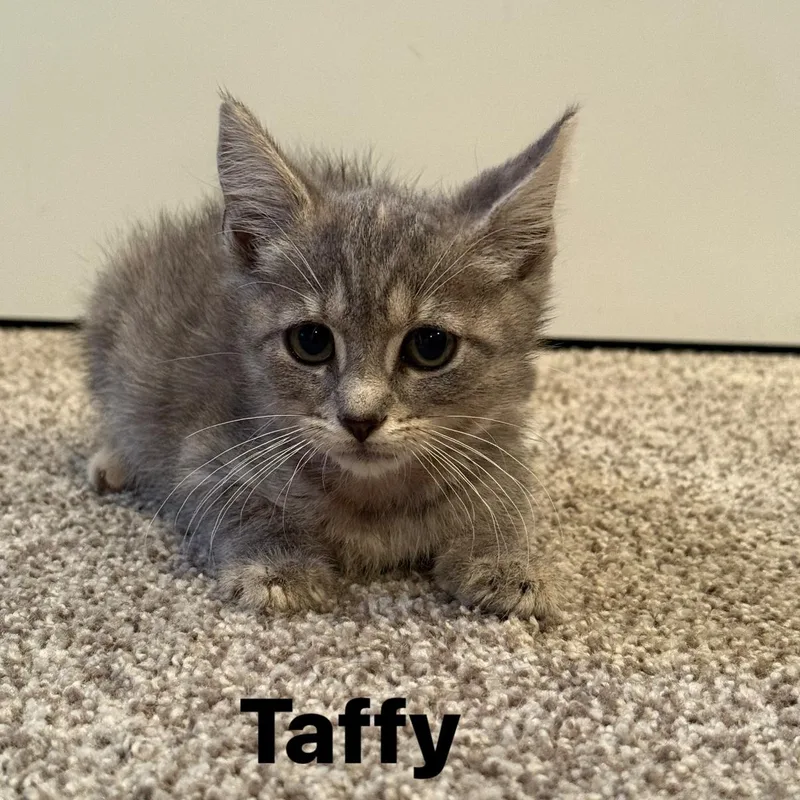 Taffy thumbnail 3