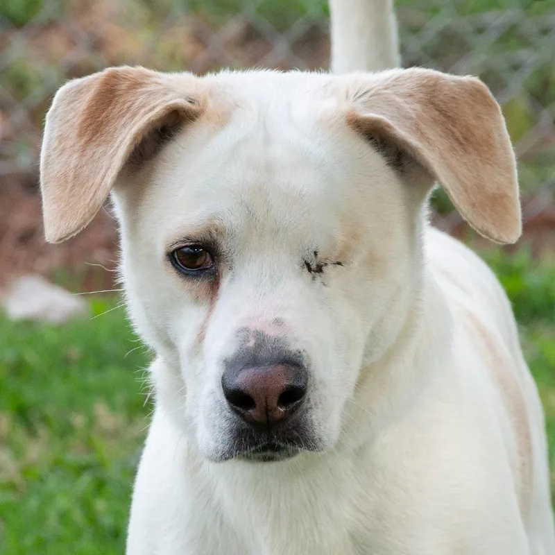 An adult medium-sized male Hound dog named Jack for adoption in Troy, OH