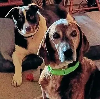 An adult large-sized male Plott Hound dog named Long Haul for adoption in Leawood, KS