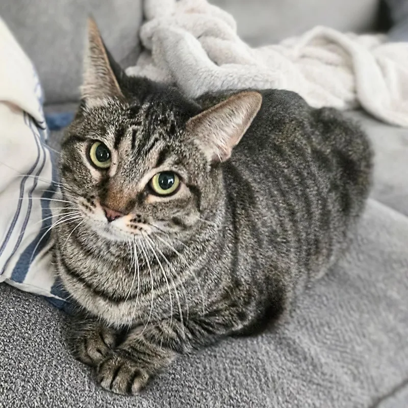 An adult medium-sized female Tabby (Gray / Blue / Silver) Tabby cat named Talulah for adoption in Chicago, IL