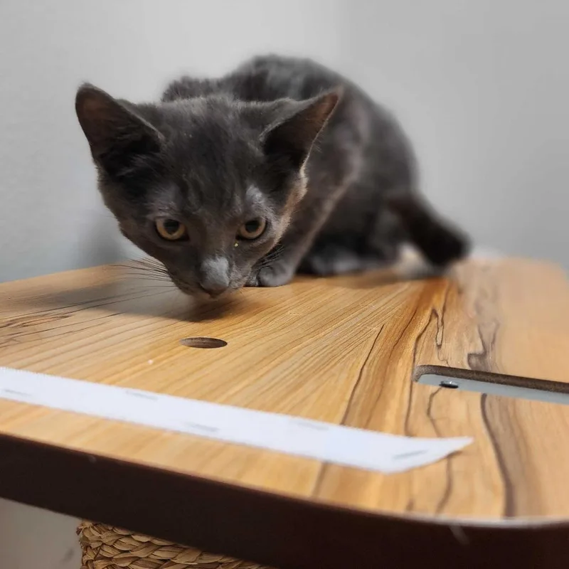 A baby small-sized male Gray / Blue / Silver Domestic Short Hair cat named Bucket for adoption in Davenport, IA