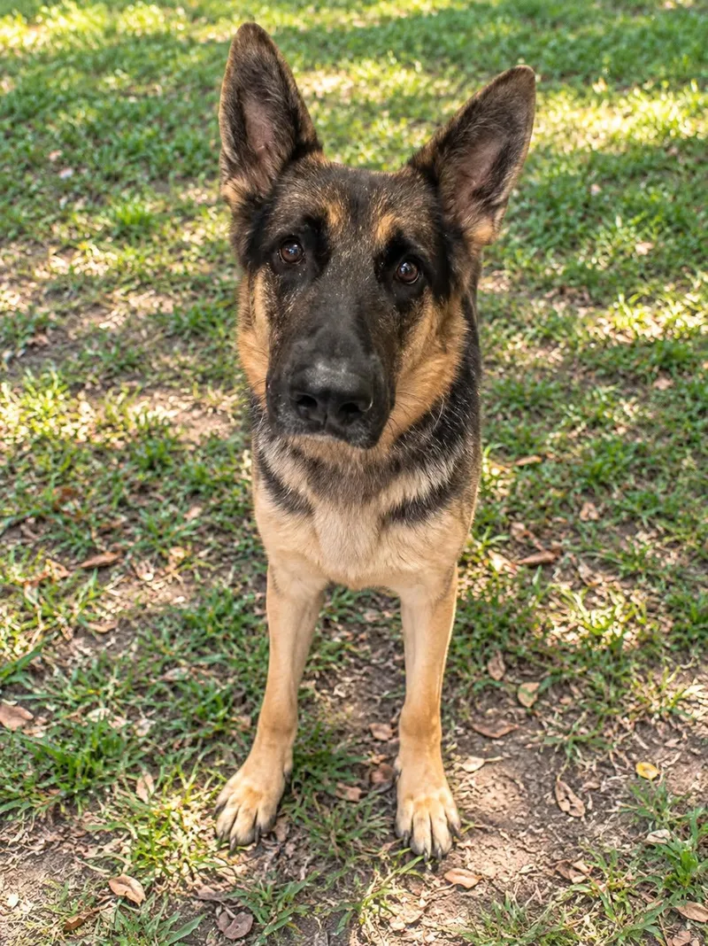 A young medium-sized female Bicolor German Shepherd Dog named Sally for adoption in Inverness, FL
