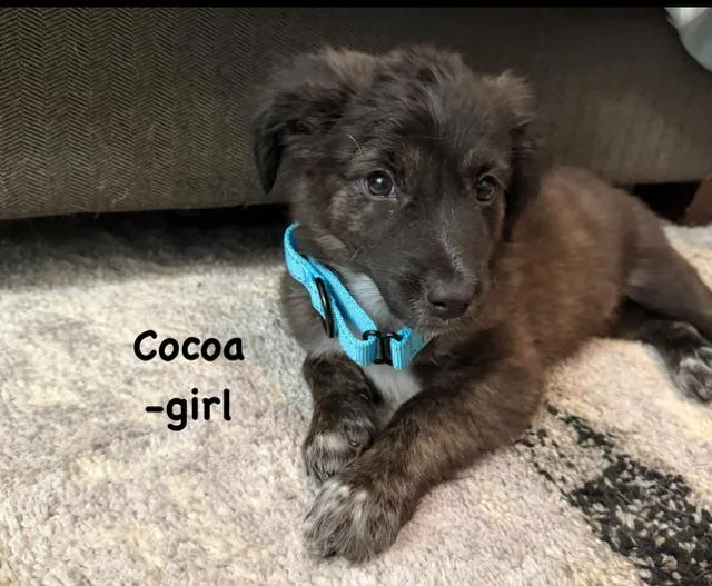 A baby medium-sized female Labrador Retriever dog named Cocoa Lou for adoption in Midway, UT