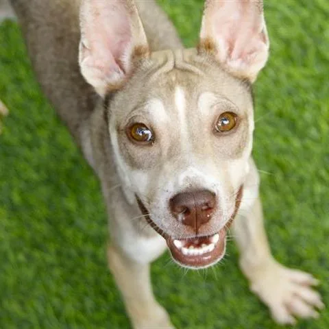 A young medium-sized male Yellow / Tan / Blond / Fawn Mixed Breed dog named Rocky for adoption in Hopkinton, MA