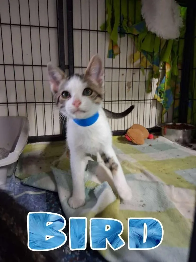 A baby small-sized male Domestic Short Hair cat named Bird for adoption in Hillsboro, OH
