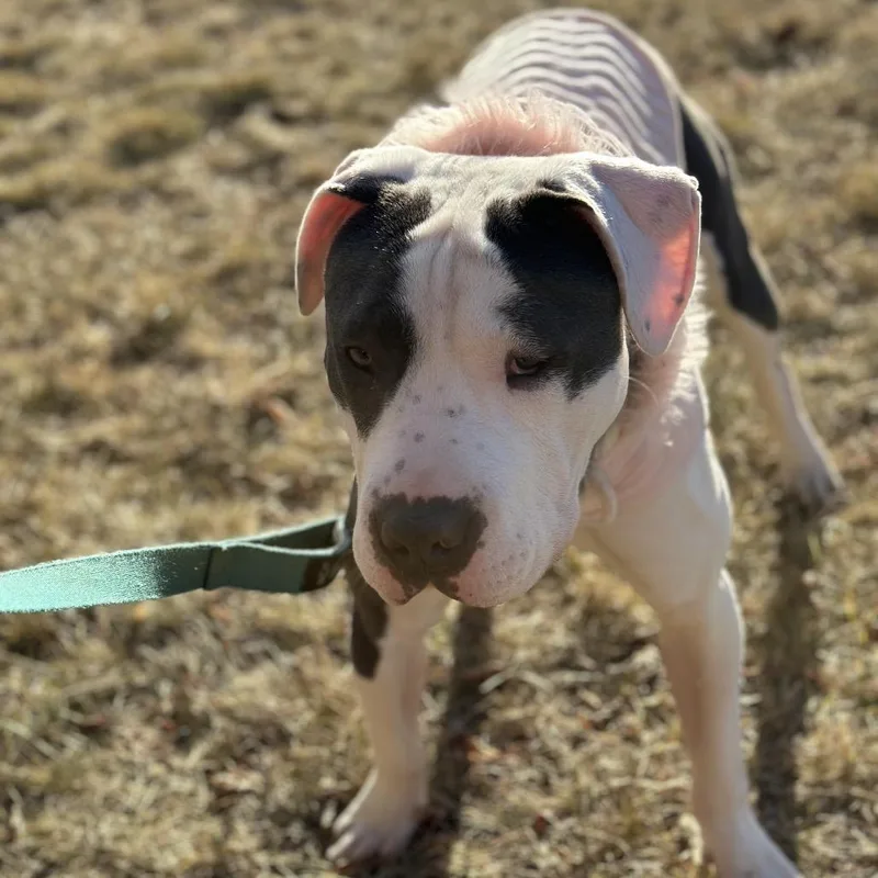 An adult medium-sized female White / Cream Pit Bull Terrier dog named Kaciee for adoption in Brainerd, MN