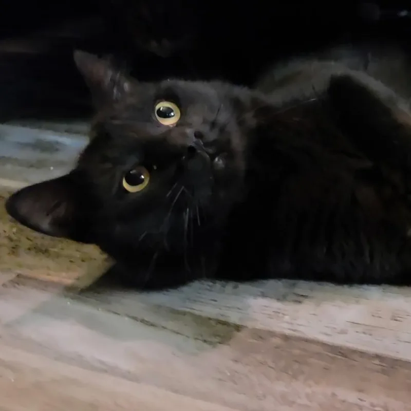An adult large-sized male Domestic Medium Hair cat named Denmark for adoption in Normal, IL