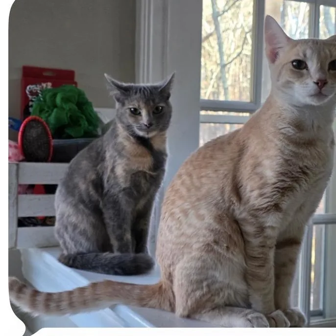 An adult medium-sized female Dilute Tortoiseshell cat named Blush for adoption in Woodstock, GA