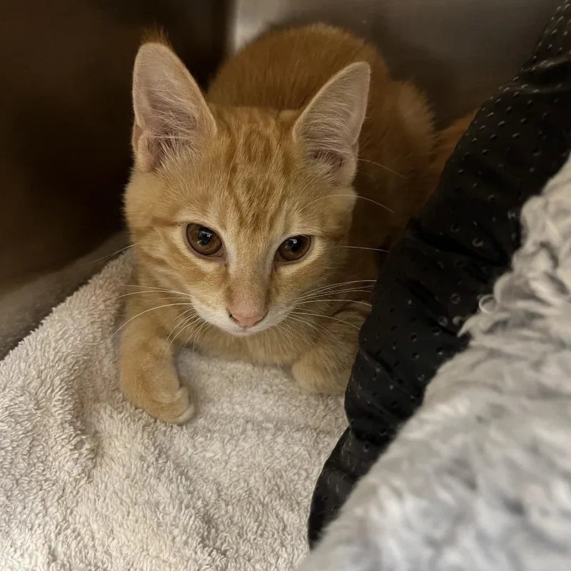 A baby small-sized male Domestic Short Hair cat named Jax for adoption in Sonoma, CA