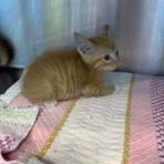 A baby small-sized male Orange / Red Domestic Short Hair cat named Cheeto for adoption in Madisonville, TN