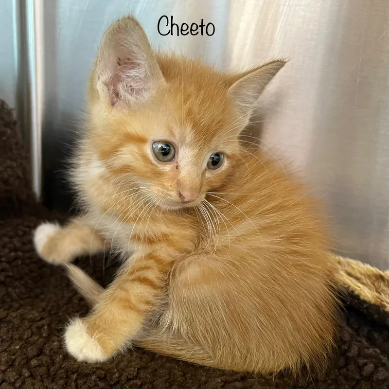 Cheeto thumbnail 2