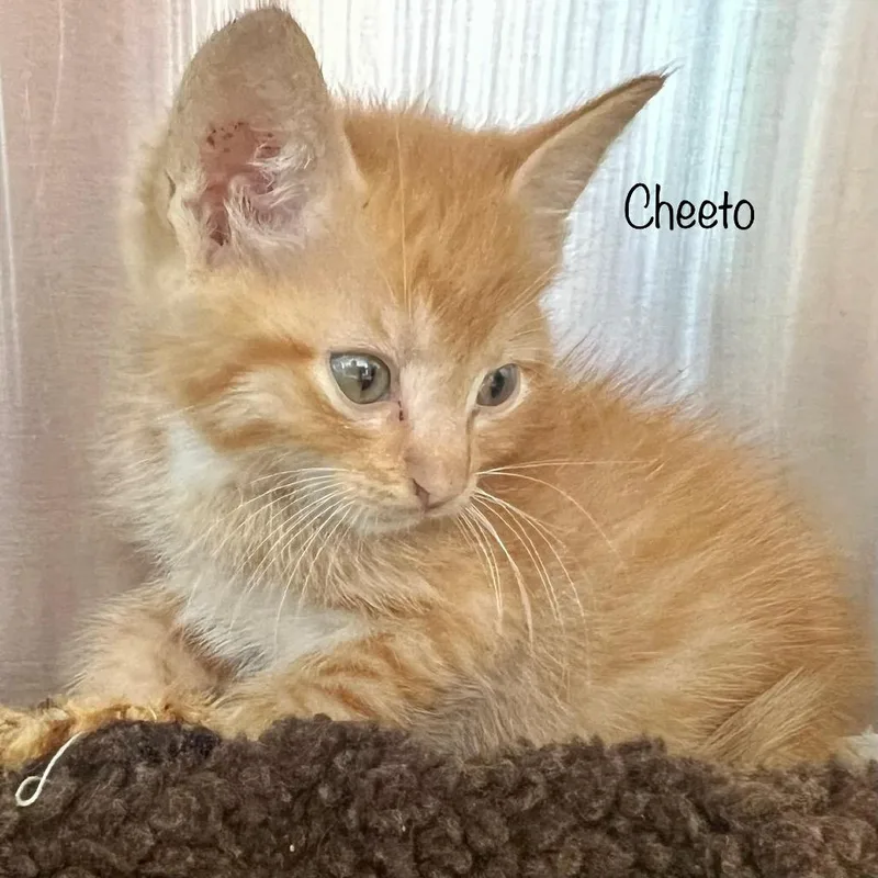 Cheeto thumbnail 3