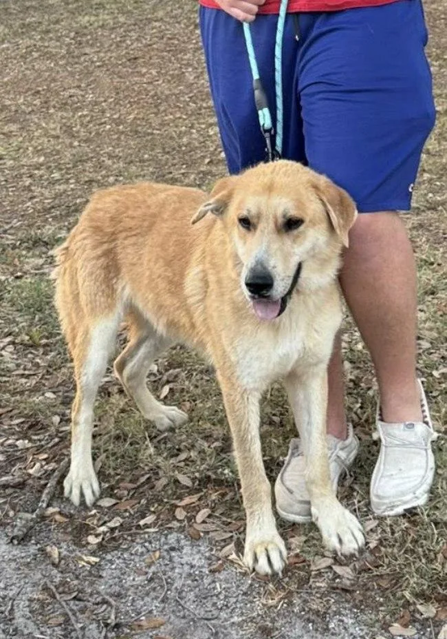 An adult large-sized male Shepherd dog named Sven for adoption in Saint Petersburg, FL