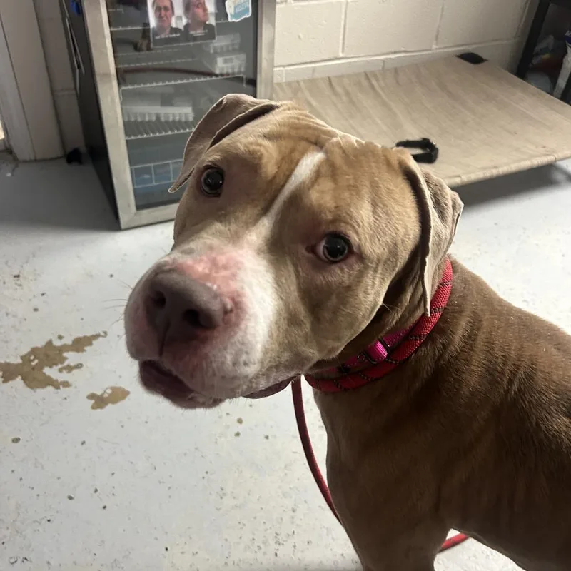 An adult large-sized male Yellow / Tan / Blond / Fawn Pit Bull Terrier dog named Loki for adoption in Uniontown, PA
