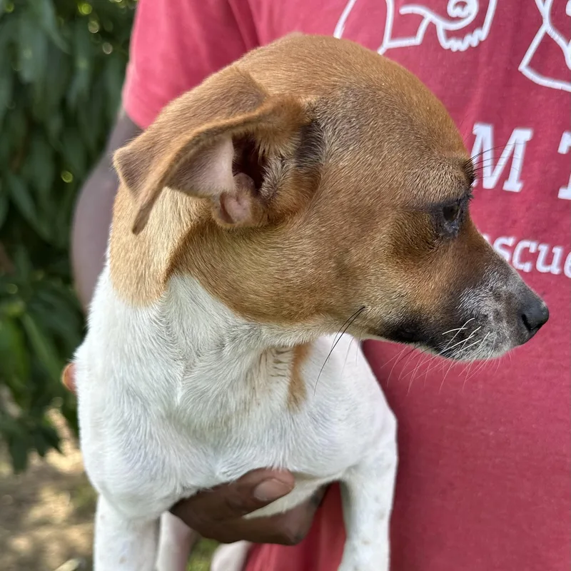 A young small-sized female White / Cream Rat Terrier dog named Dixie  Local July for adoption in Brookshire, TX